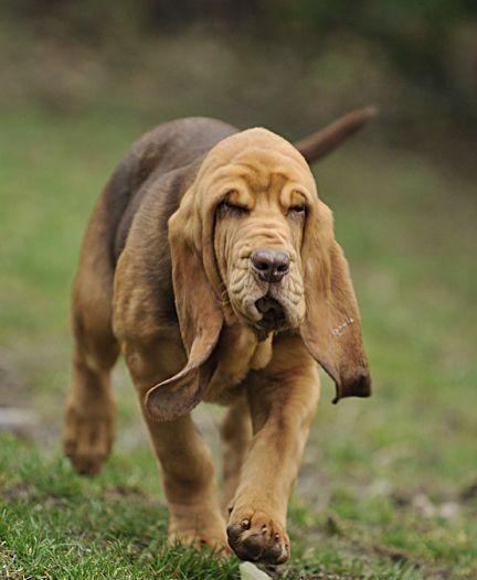 英国皇家血统猎犬，在中国繁衍生息数百年，成就一代中华名犬