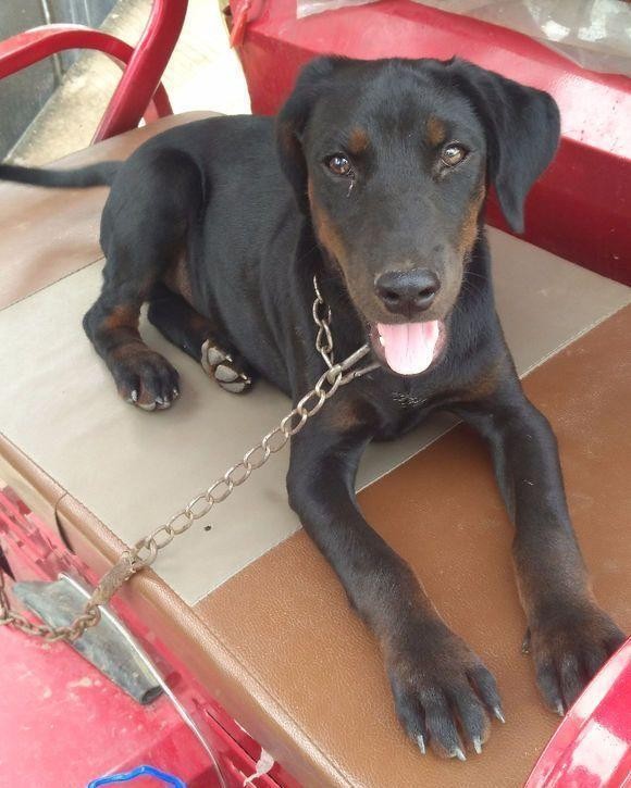 英国皇家血统猎犬，在中国繁衍生息数百年，成就一代中华名犬