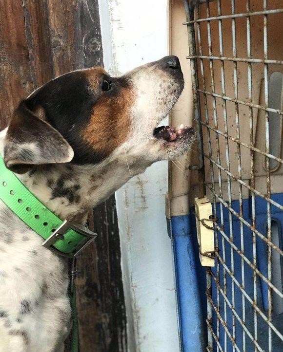 英国皇家血统猎犬，在中国繁衍生息数百年，成就一代中华名犬