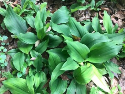 ​沙姜的功效与作用（温胃健脾 消积化食）