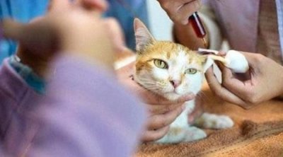 ​猫咪体温多少是发烧？猫咪体温正常范围是多少？