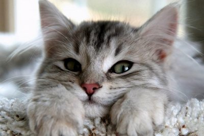 ​猫咪流鼻涕打喷嚏吃什么药（怎么回事） 猫猫打喷嚏流鼻涕一般有三种情况。第一