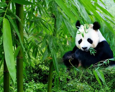 ​熊猫是猫科动物吗（大熊猫到底是熊科动物还是猫科动物呢？）