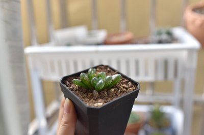 ​玉露怎么发根