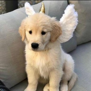 ​分享一些可爱小金毛