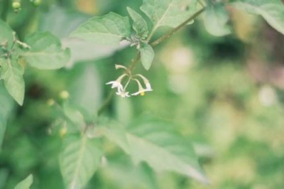 ​2019年是无春年吗？2019年寡年（寡妇年）不能结婚吗