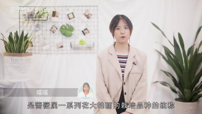 ​红玫瑰的花语是什么