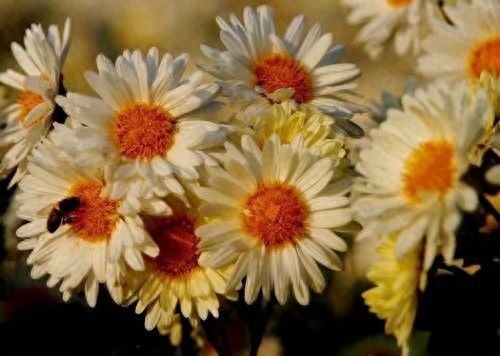 中国四大名菊你认得吗