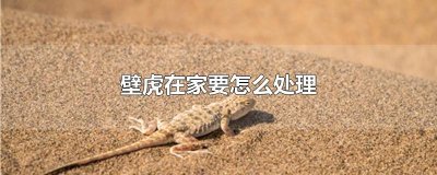 ​壁虎在家要怎么处理