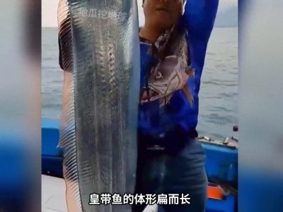 ​皇带鱼，是一种深海鱼，体型庞大！