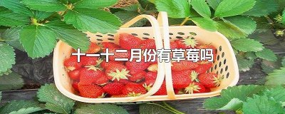 ​十一十二月份有草莓吗