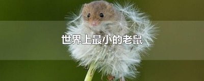 ​世界上最小的老鼠