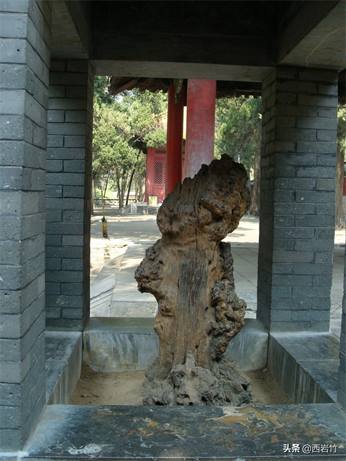 孔子的嫡系后人为什么再没葬在曲阜孔林？