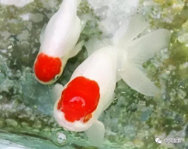 少见金鱼品种（一些特殊的金鱼品种）(10)