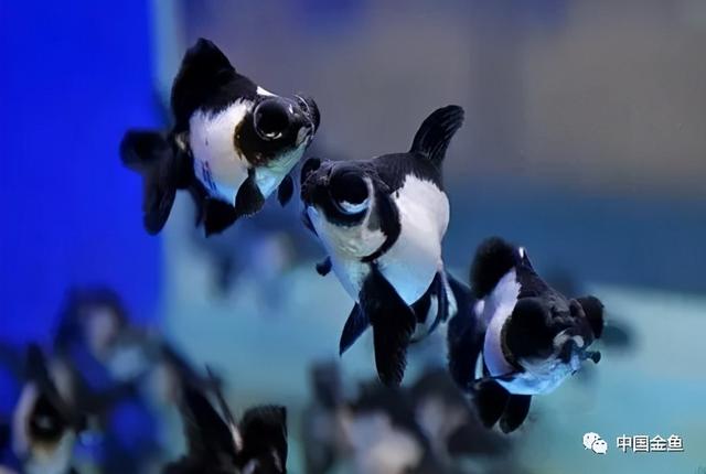 少见金鱼品种（一些特殊的金鱼品种）(7)