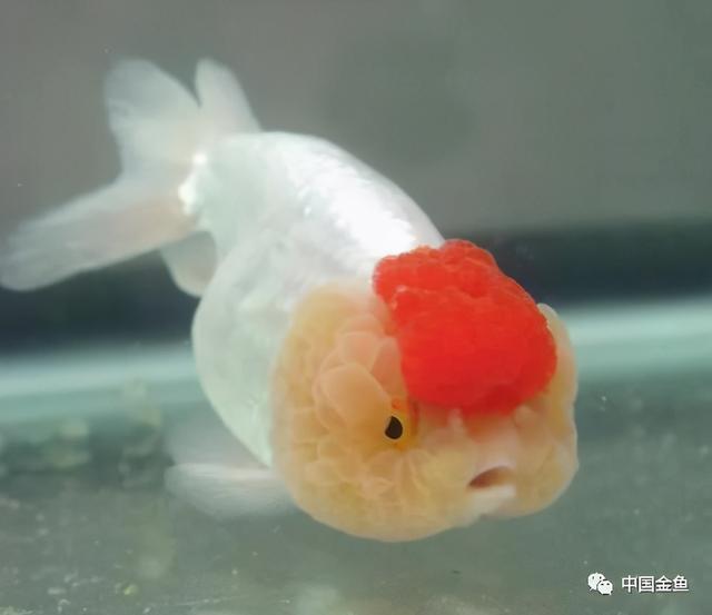 少见金鱼品种（一些特殊的金鱼品种）(12)