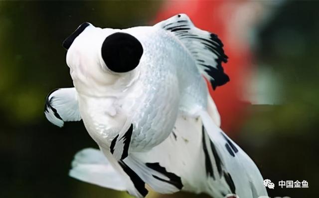 少见金鱼品种（一些特殊的金鱼品种）(4)