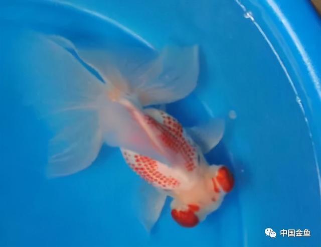 少见金鱼品种（一些特殊的金鱼品种）(9)