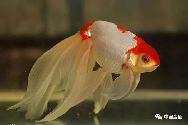 少见金鱼品种（一些特殊的金鱼品种）(8)