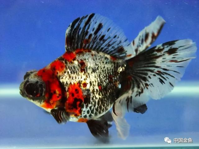 少见金鱼品种（一些特殊的金鱼品种）(14)