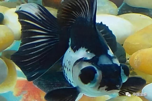少见金鱼品种（一些特殊的金鱼品种）(6)