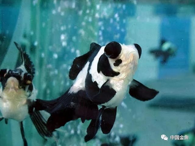 少见金鱼品种（一些特殊的金鱼品种）(5)