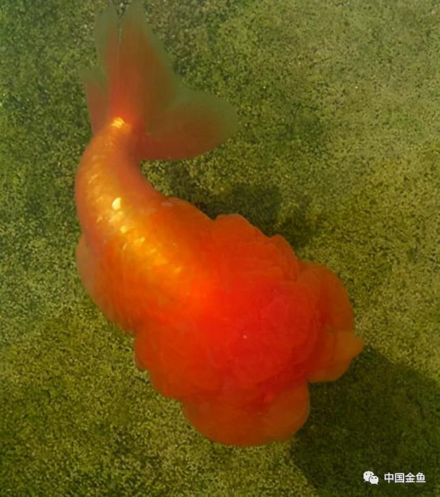 少见金鱼品种（一些特殊的金鱼品种）(13)