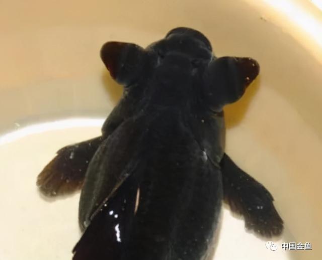 少见金鱼品种（一些特殊的金鱼品种）(3)