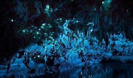 真实存在的六大奇特生物（令人称奇惊讶的的13种怪异生物）(4)