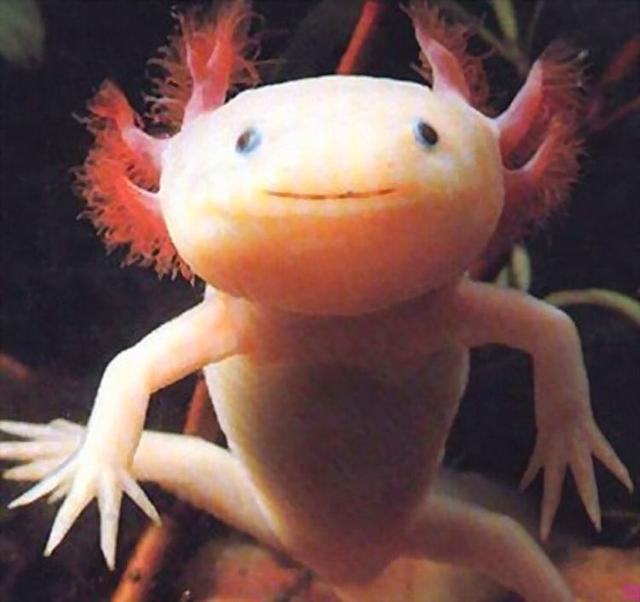 真实存在的六大奇特生物（令人称奇惊讶的的13种怪异生物）(9)