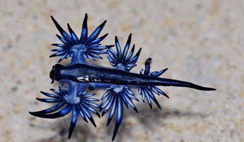 真实存在的六大奇特生物（令人称奇惊讶的的13种怪异生物）(3)