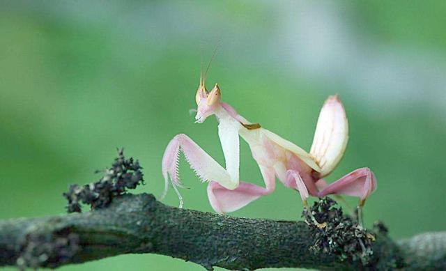 真实存在的六大奇特生物（令人称奇惊讶的的13种怪异生物）(2)