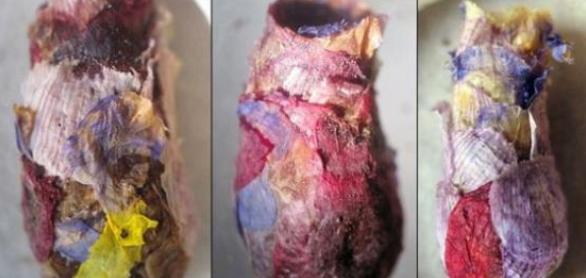 真实存在的六大奇特生物（令人称奇惊讶的的13种怪异生物）(8)