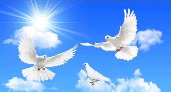鸽子的寓意和象征意义,白鸽子代表的象征意义是什么图4