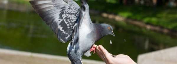鸽子的寓意和象征意义,白鸽子代表的象征意义是什么图3