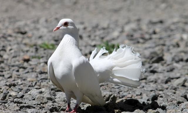 白鸽子代表的象征意义是什么