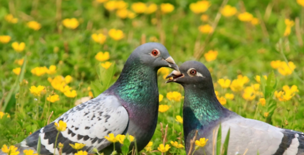 鸽子的寓意和象征意义,白鸽子代表的象征意义是什么图2