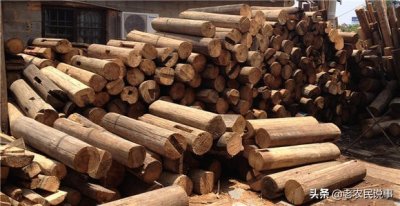 ​杉木价格“断崖式下跌”，价格能涨起来了吗？种植户如何应对？