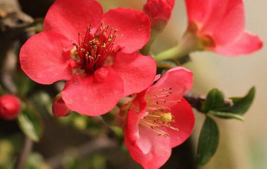 红海棠花的寓意和象征(红海棠花的花语是什么)