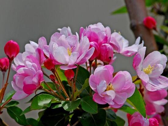 红海棠花的寓意和象征(红海棠花的花语是什么)