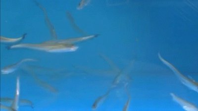 ​频繁出现罕见鱼群，长江禁渔效果显著，鱼群会像野猪一样泛滥吗？