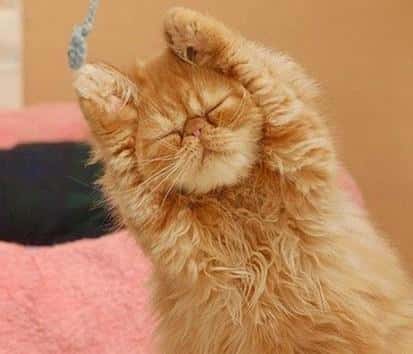 9种最简单的自制猫饭（十种简单的自制猫咪食谱）