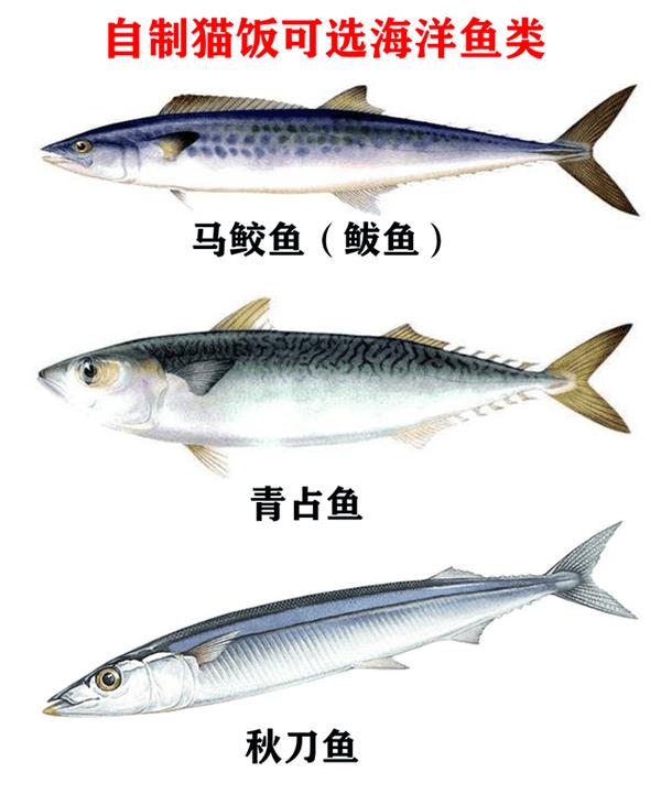 9种最简单的自制猫饭（十种简单的自制猫咪食谱）