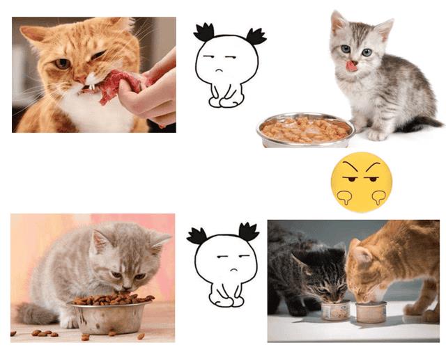 9种最简单的自制猫饭（十种简单的自制猫咪食谱）