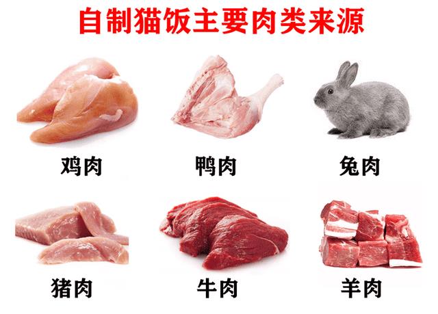 9种最简单的自制猫饭（十种简单的自制猫咪食谱）