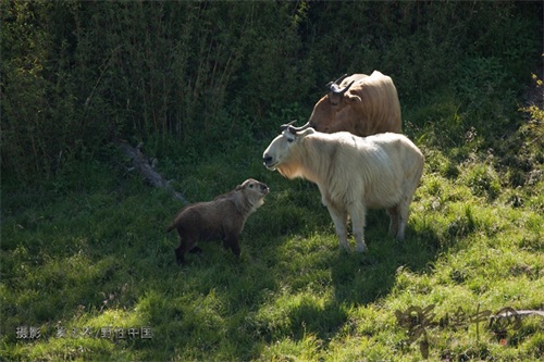 奔行在山林间的奇兽——羚牛