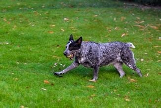牧羊犬你见多了，但是牧牛犬你见过吗？