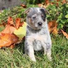 牧羊犬你见多了，但是牧牛犬你见过吗？