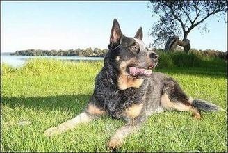 牧羊犬你见多了，但是牧牛犬你见过吗？