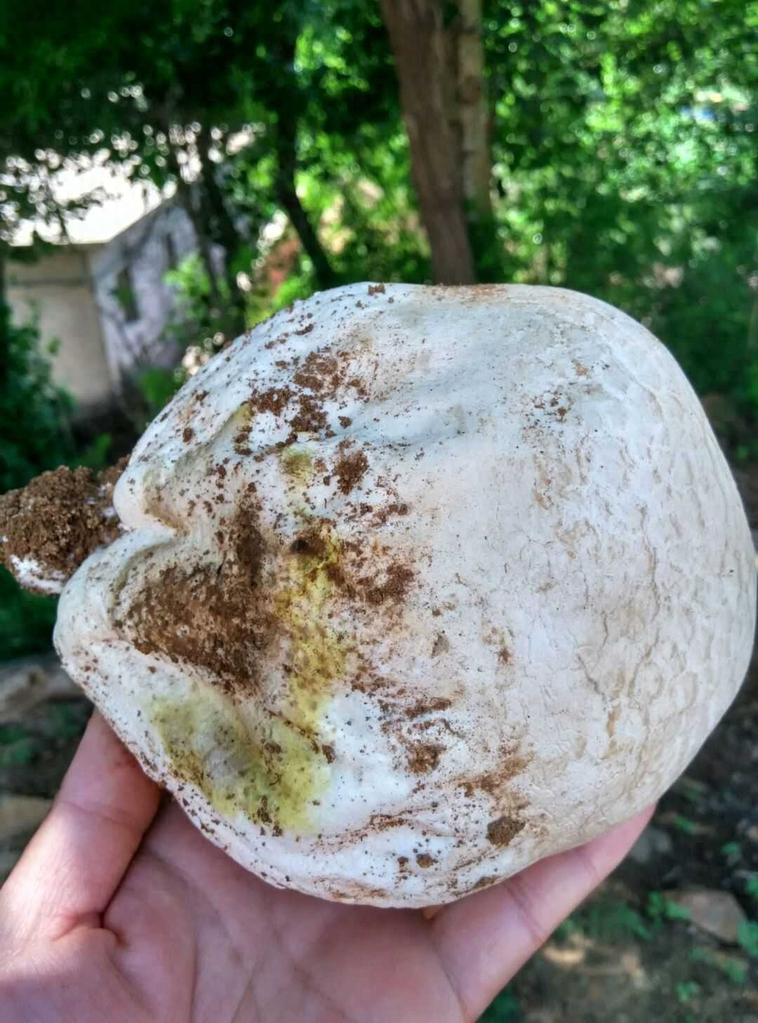 我是“马粪包”，是菇类家族的一员，你吃过没有？